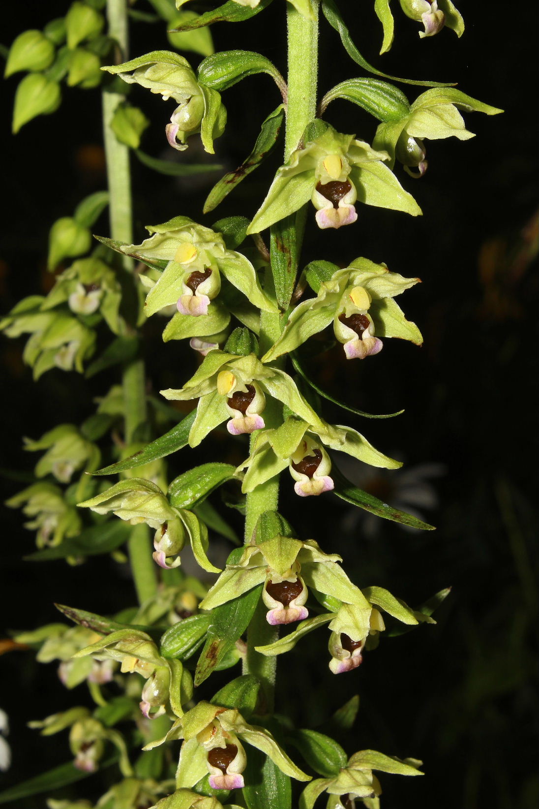 Epipactis muelleri ??